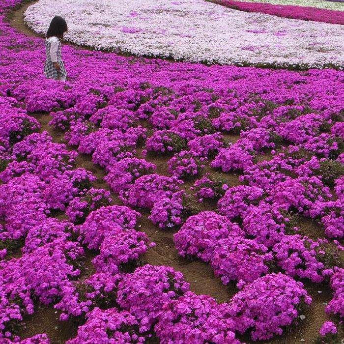 Цветочные ковры Shibazakura