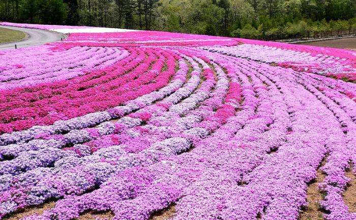 Цветочные ковры Shibazakura