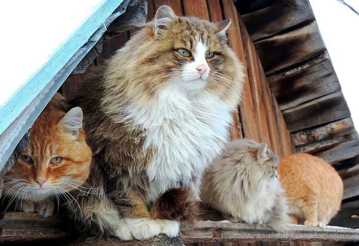 Звезды рунета: колония котов из под Барнаула