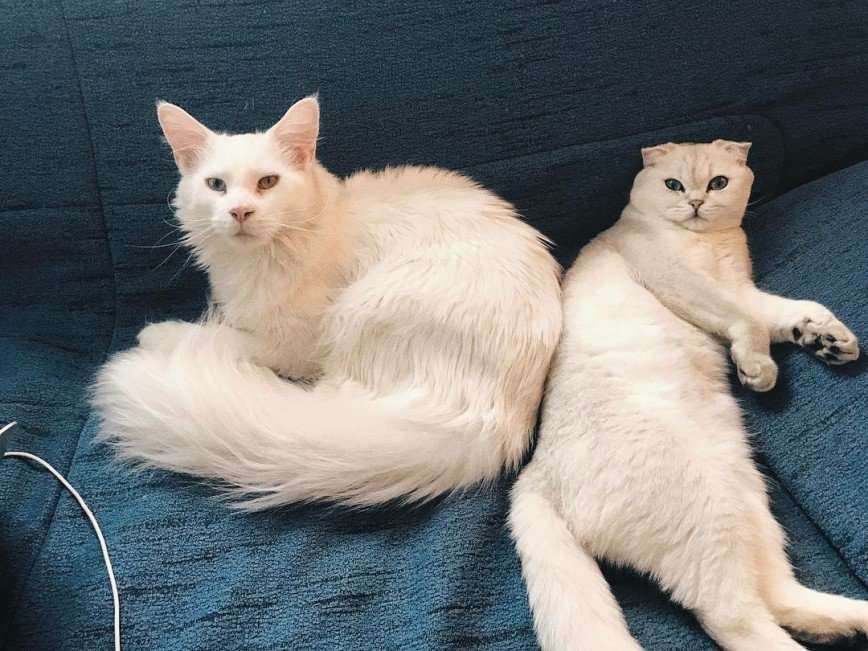 Тихон и Кефир: парочка белоснежных котиков