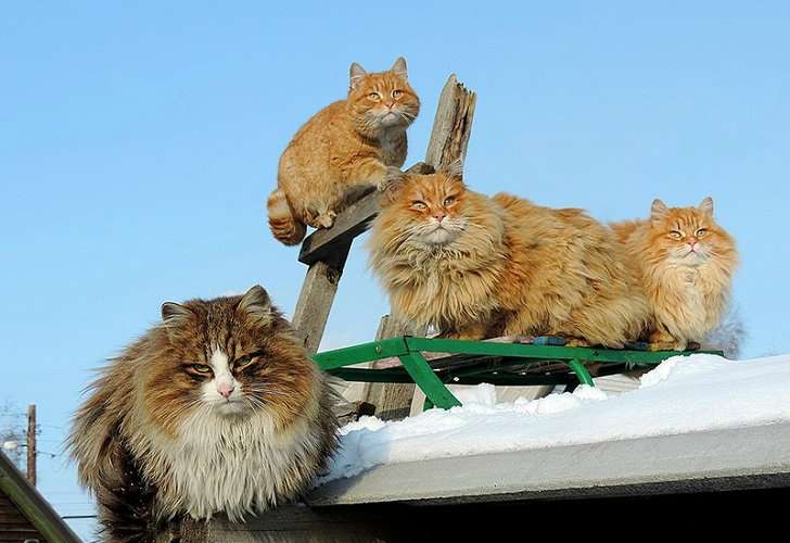 Звезды рунета: колония котов из под Барнаула