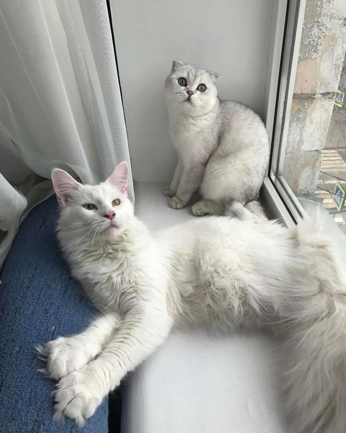 Тихон и Кефир: парочка белоснежных котиков