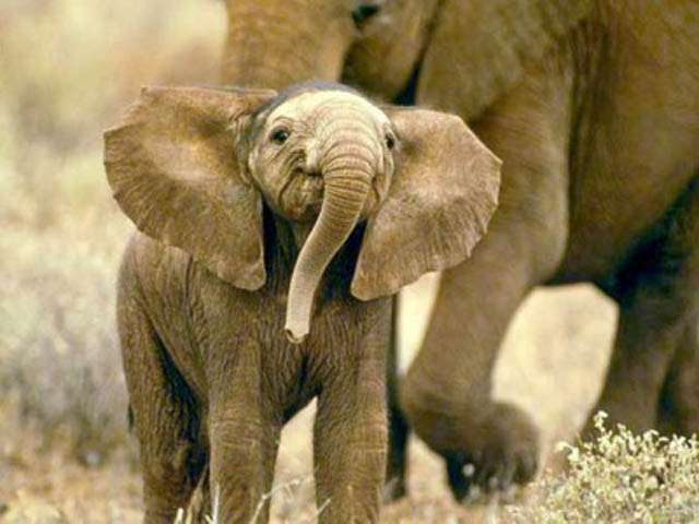Забавные маленькие слонята