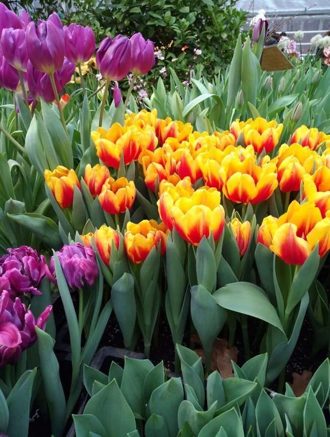 Репетиция весны: в Ботаническом саду зацвели тюльпаны