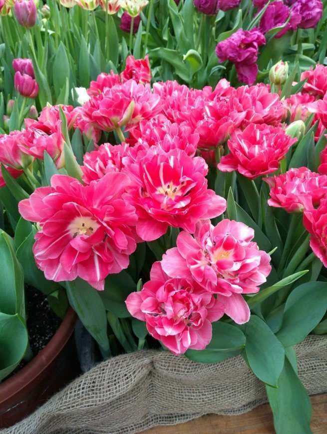 Репетиция весны: в Ботаническом саду зацвели тюльпаны