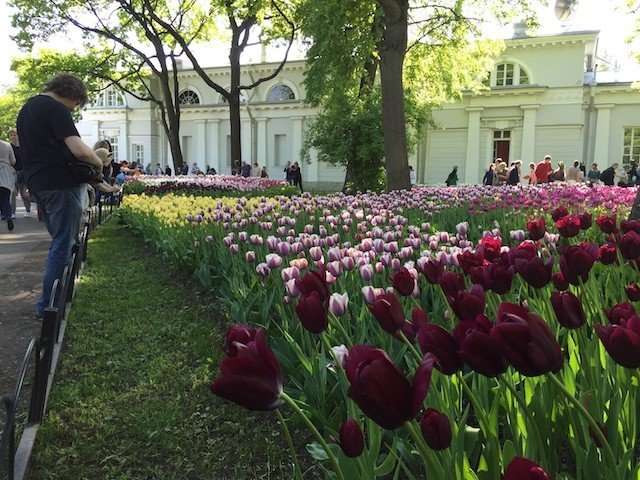 Тюльпаны Елагина острова Санкт-Петербурга