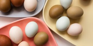 Ovos associados à redução do risco de Alzheimer, mostra novo estudo