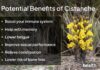Цистоз: 6 Потенційних Переваг для Здоров’я, Підтверджених Традиційним Використанням та Новими Дослідженнями