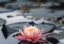 Руководство по медитации для начинающих: как выстроить устойчивую практику