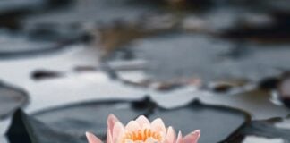 Руководство по медитации для начинающих: как выстроить устойчивую практику