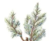 Juniper Berry: Medicinal Uses, Benefits, and Safety Warnings